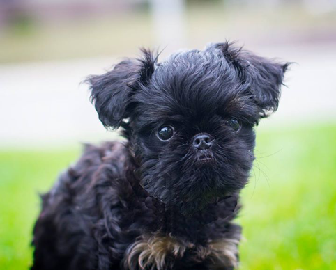 Brussels Griffon Puppy 4