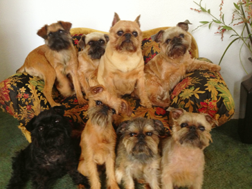 Brussels Griffons 